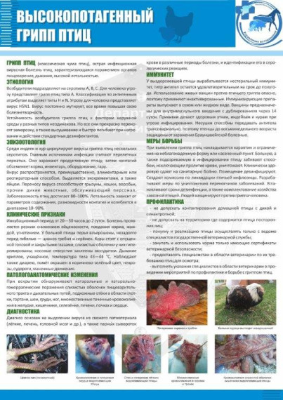 Памятка населению по высокопатогенному гриппу птиц. Памятка населению по высокопатогенному гриппу птиц.